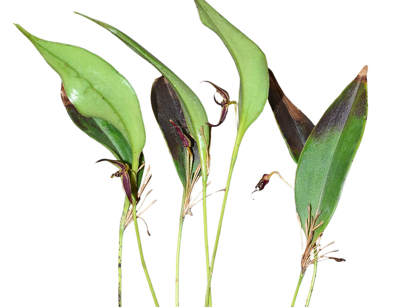 Pleurothallis flavomarginata