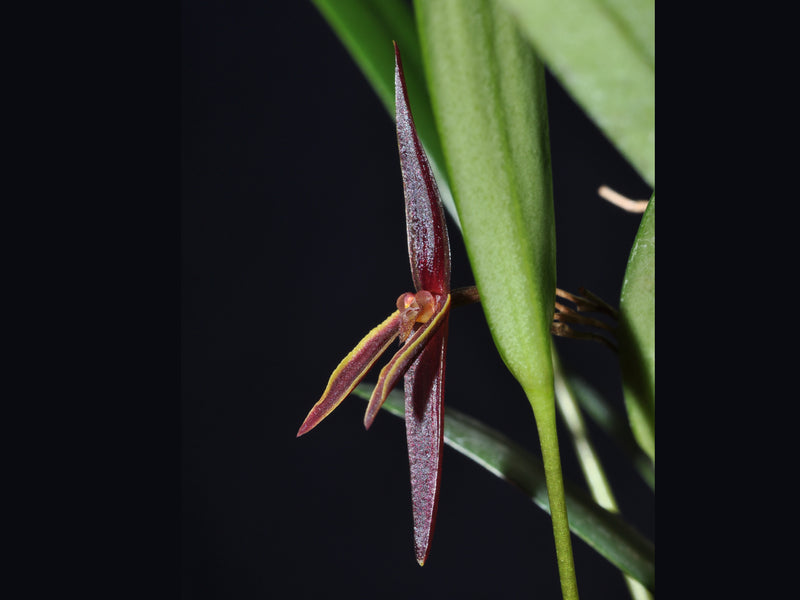 Pleurothallis flavomarginata