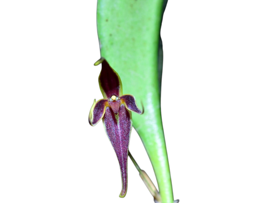 Pleurothallis flavomarginata