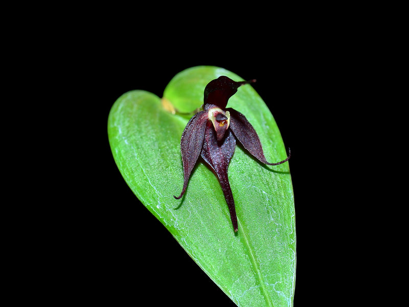 Pleurothallis forceps-cancri