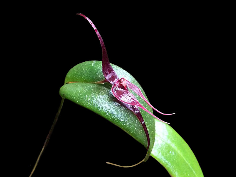 Pleurothallis forceps-cancri
