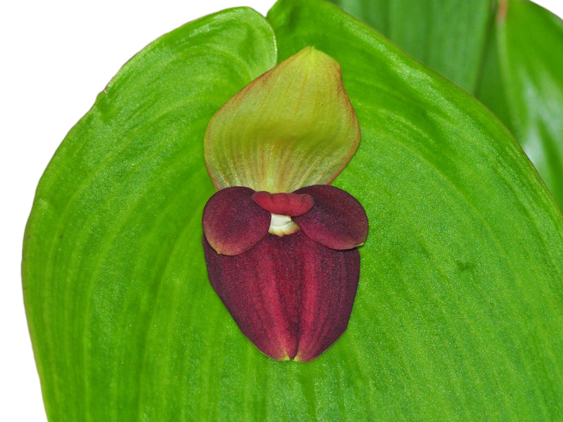 Pleurothallis gargantua