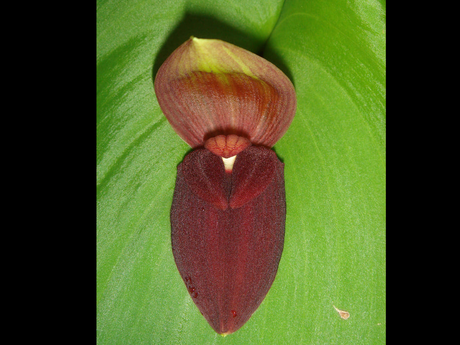 Pleurothallis gargantua