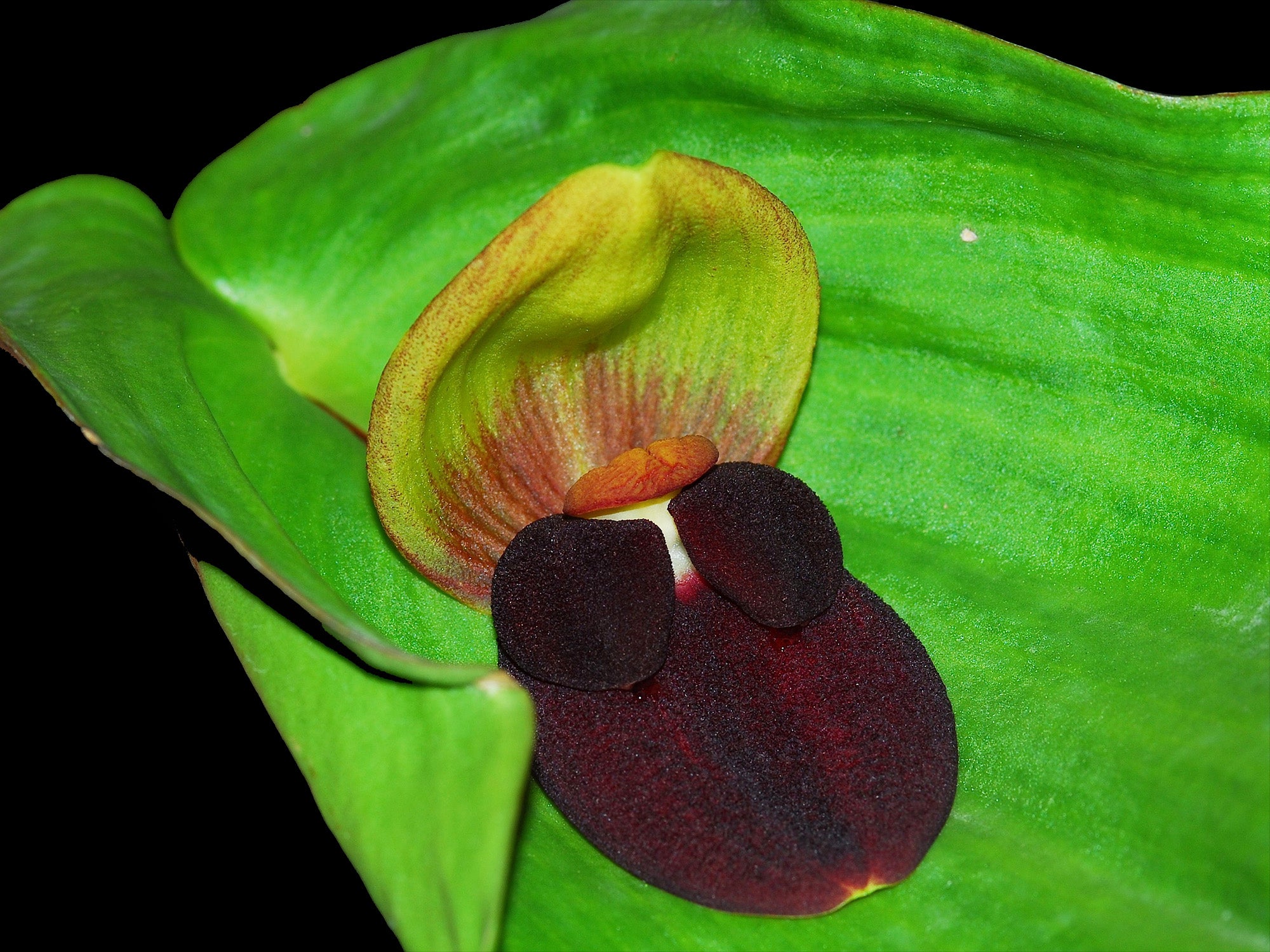 Pleurothallis gargantua f. xanthinum 'Gigi' 003138