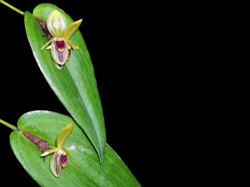 Pleurothallis geographica