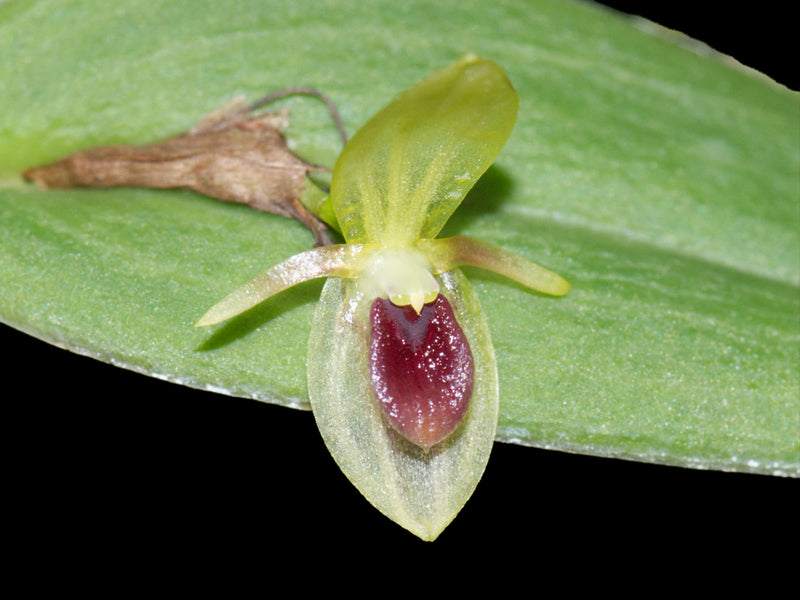 Pleurothallis geographica
