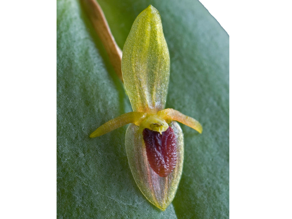 Pleurothallis geographica