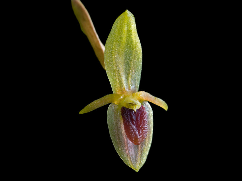 Pleurothallis geographica