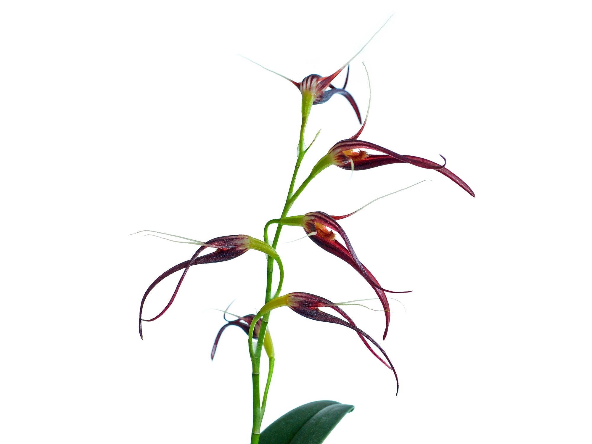 Pleurothallis glossopogon