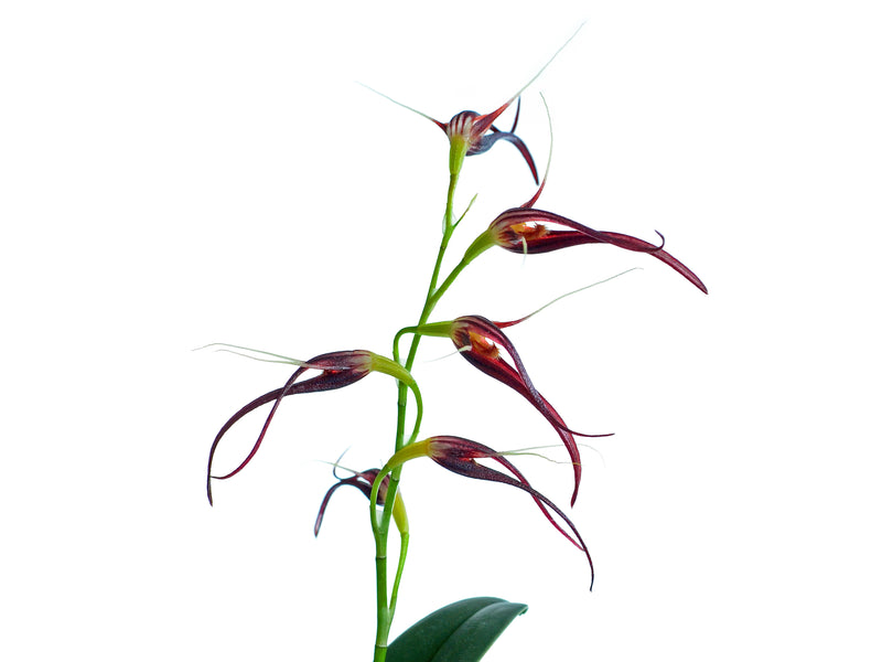 Pleurothallis glossopogon