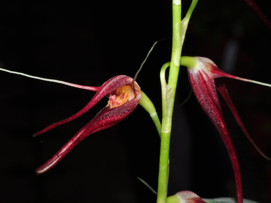 Pleurothallis glossopogon