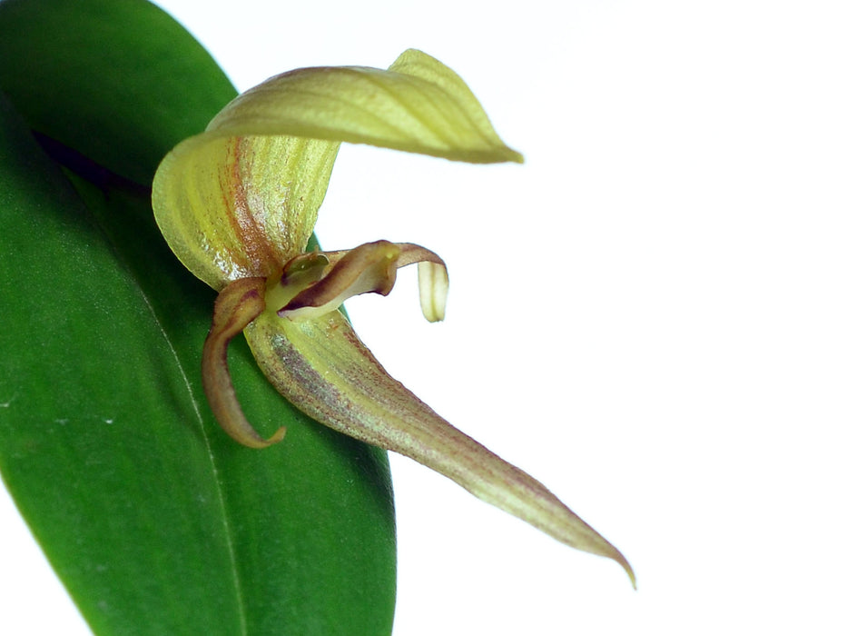 Pleurothallis grandiflora