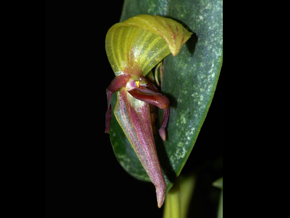 Pleurothallis grandiflora 'Gigi'