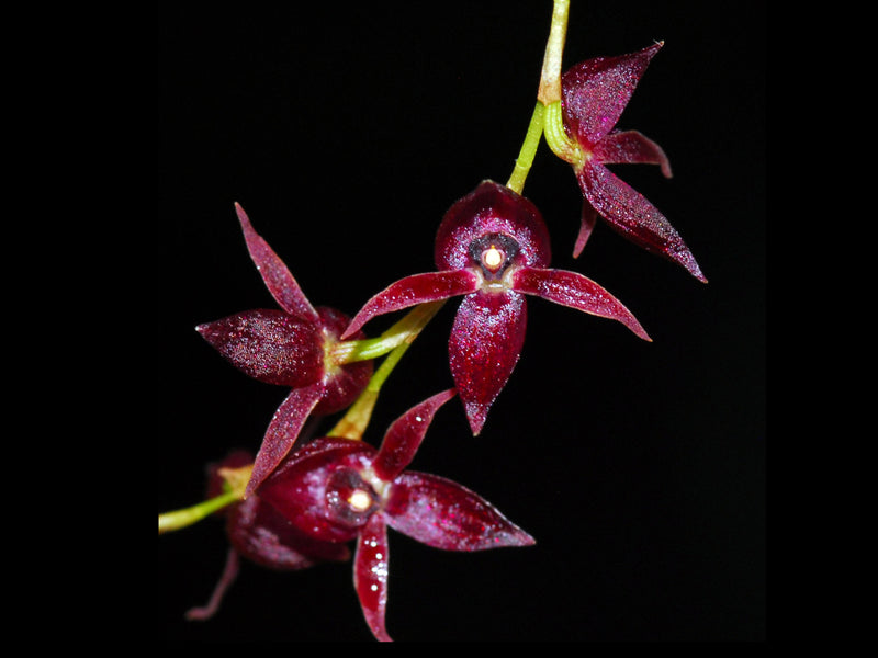 Pleurothallis henniae