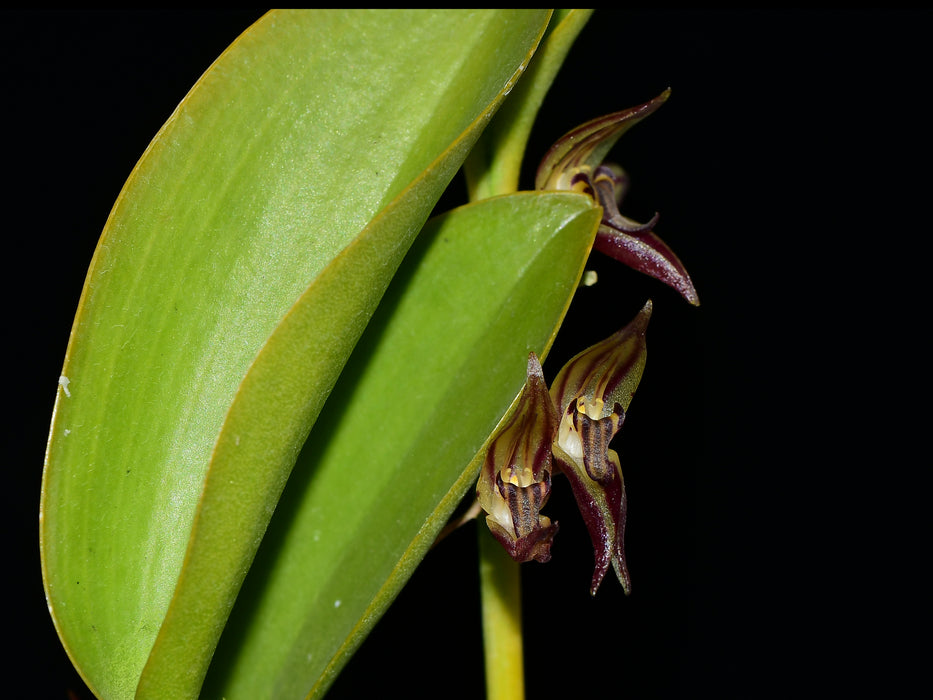 Pleurothallis hitchcockii