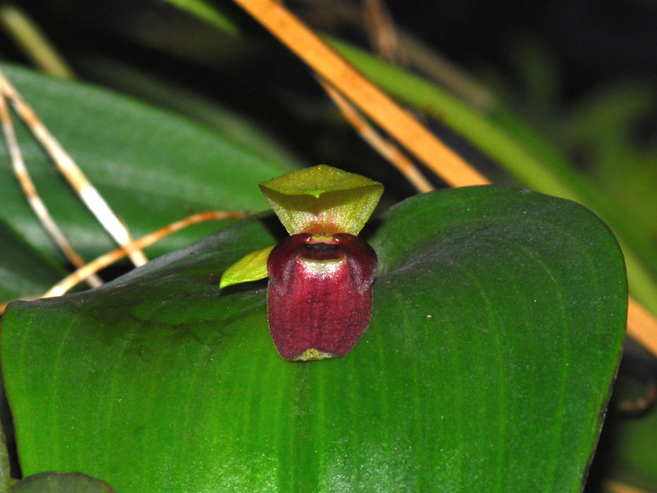 Pleurothallis imperialis