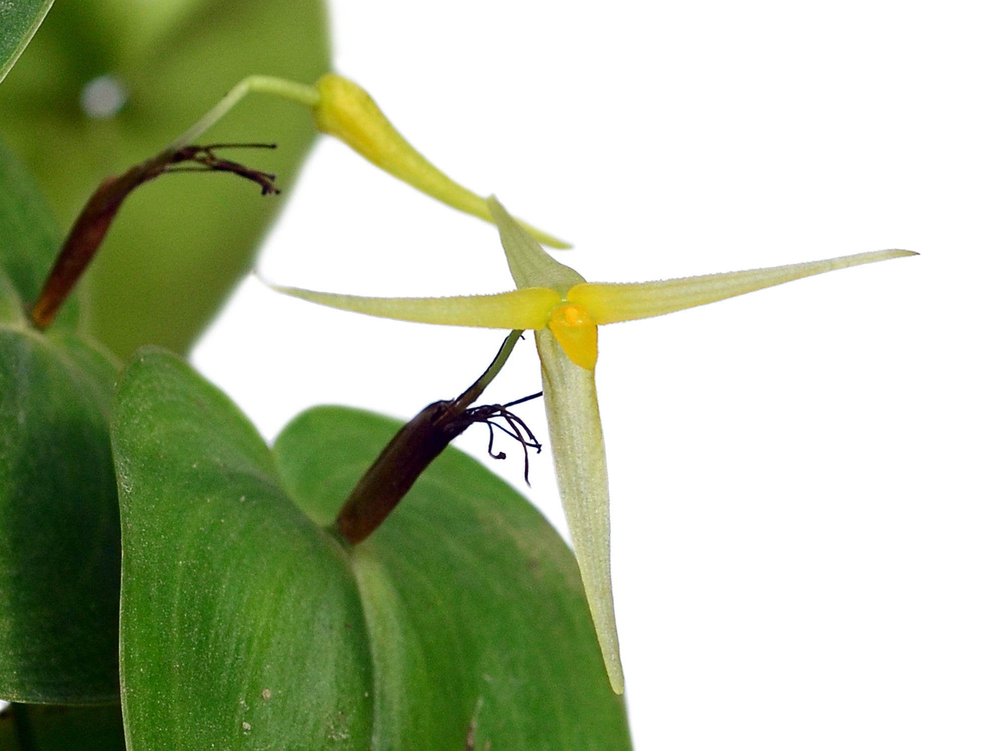 Pleurothallis index
