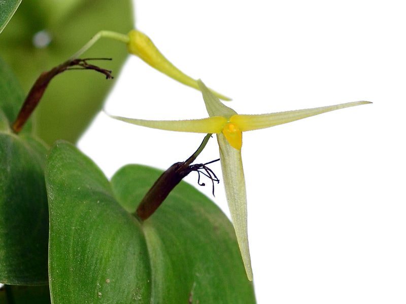 Pleurothallis index