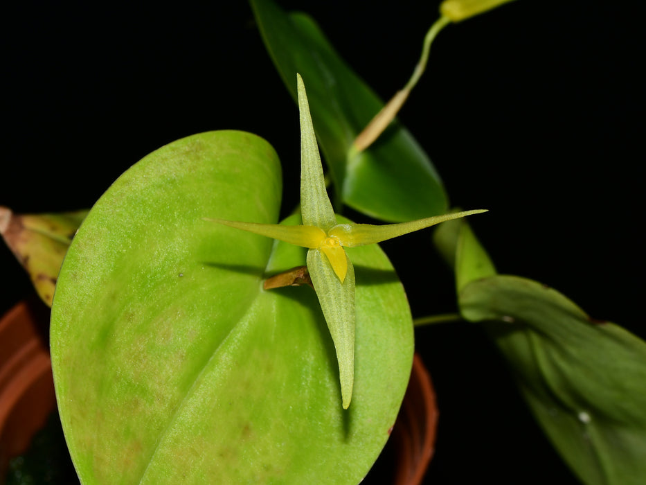 Pleurothallis index