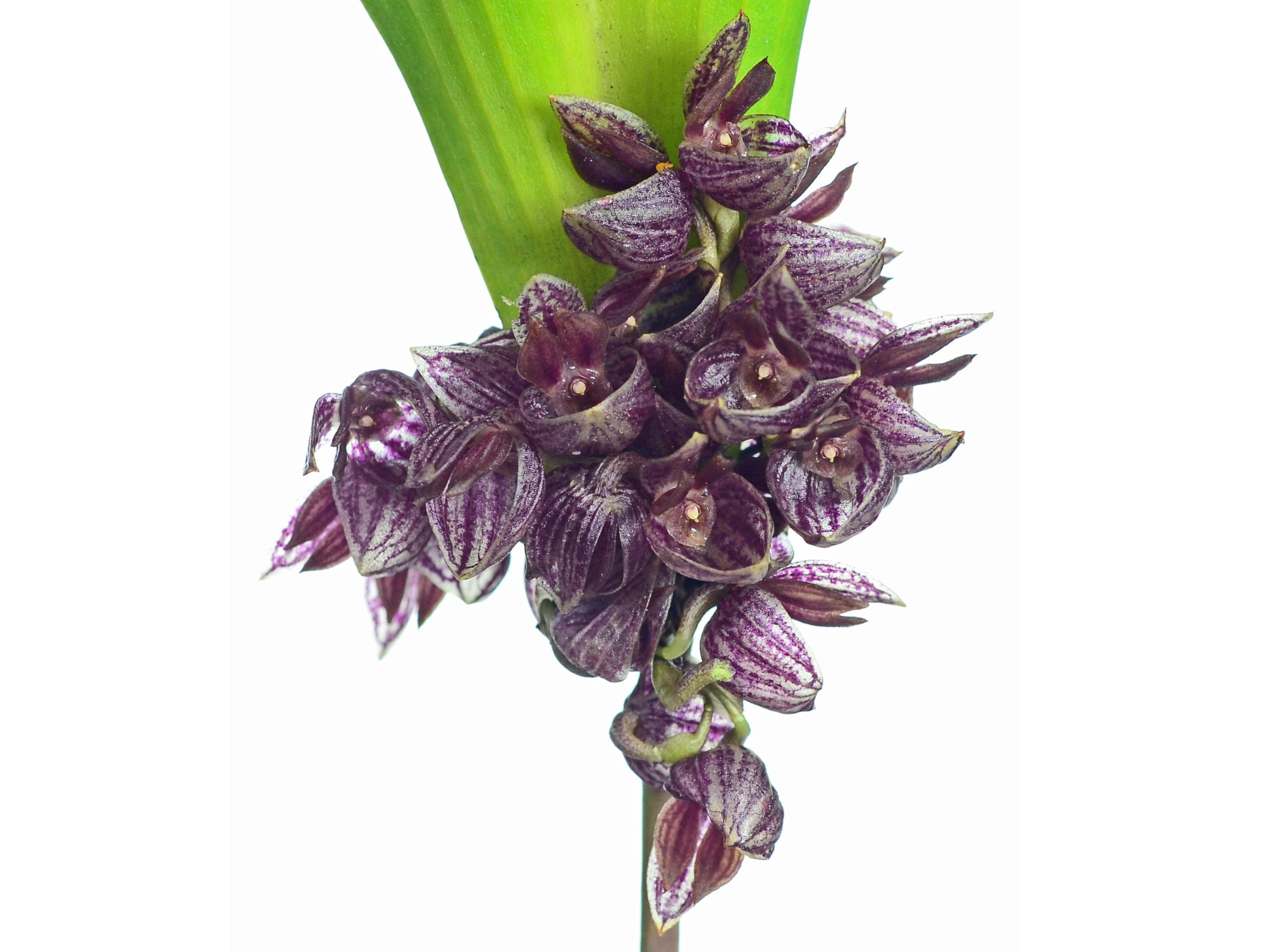 Pleurothallis inflata