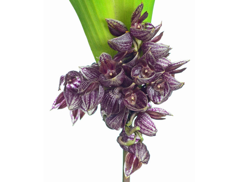 Pleurothallis inflata