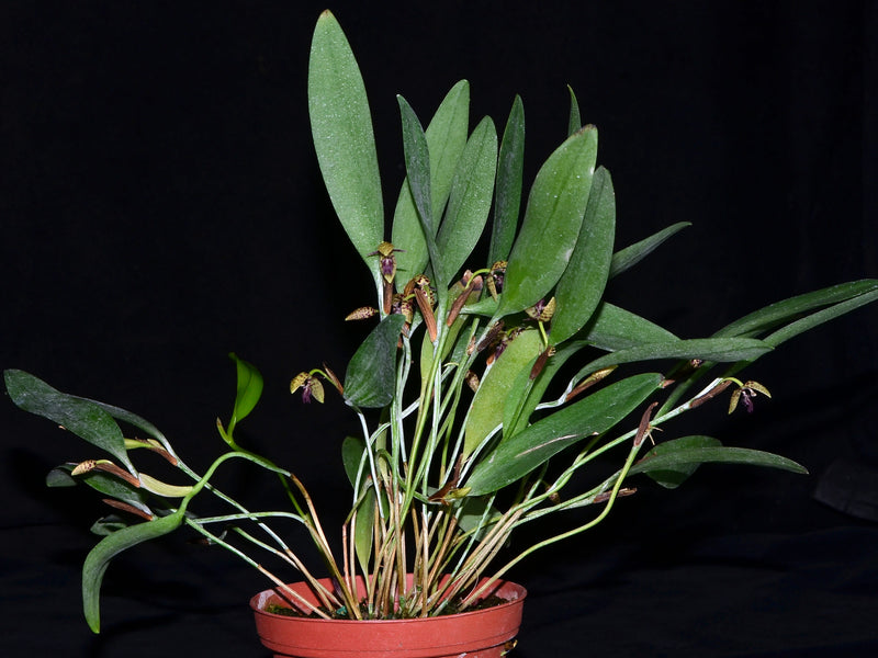 Pleurothallis jostii
