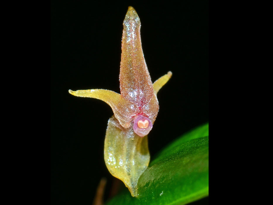 Pleurothallis kaynagata