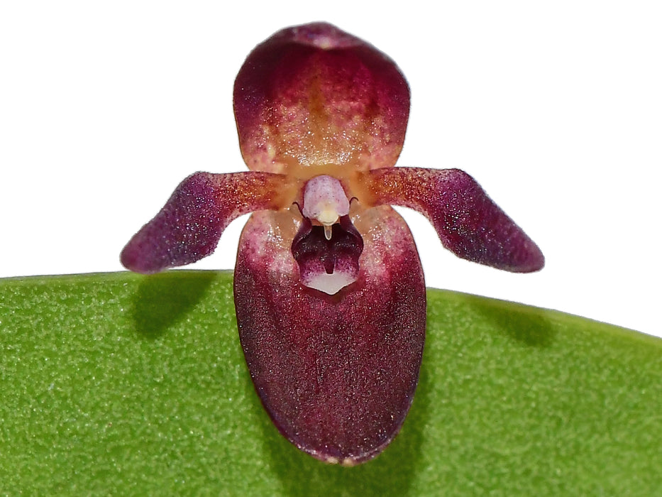 Pleurothallis kelsoae