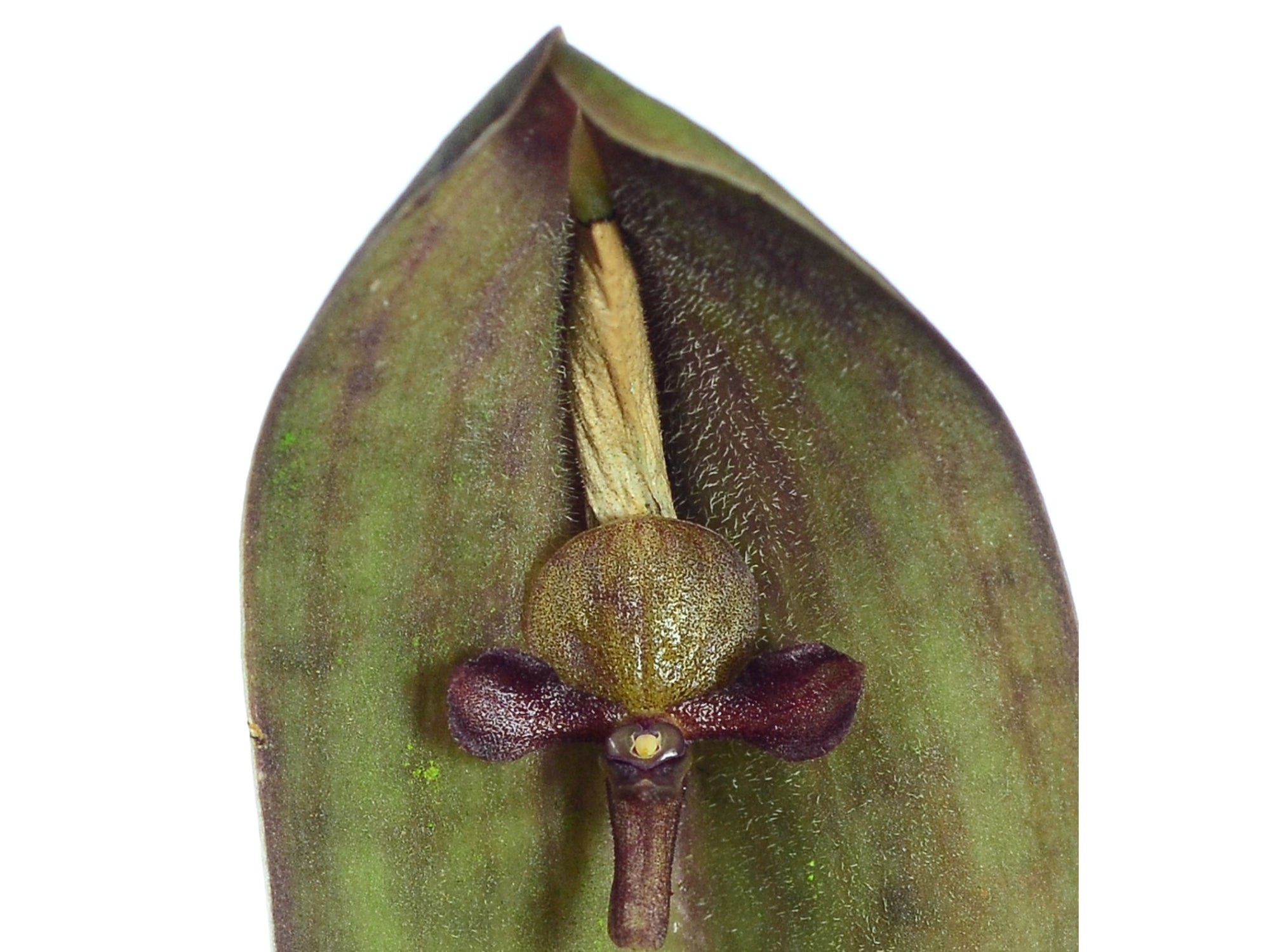 Pleurothallis lilijae