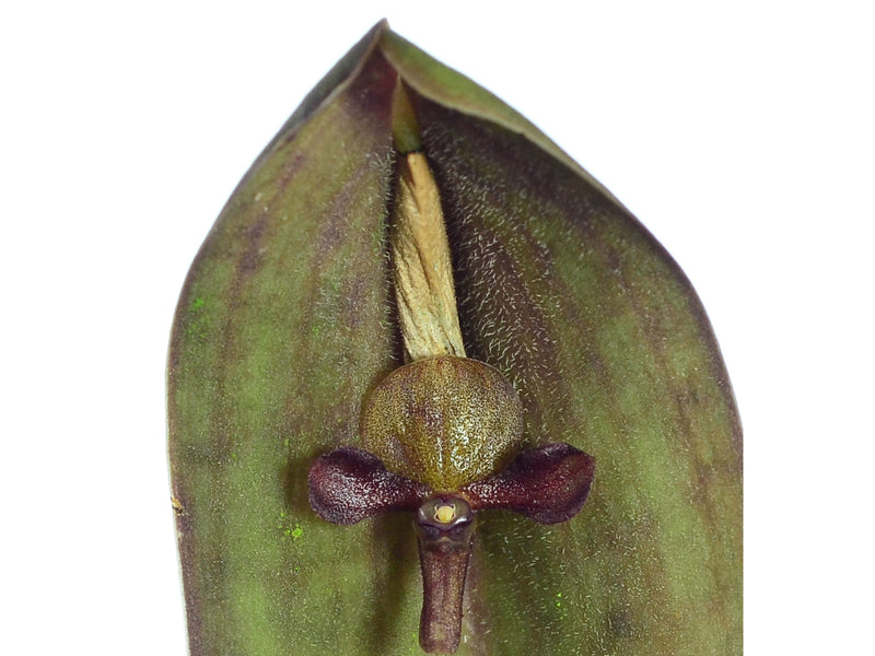 Pleurothallis lilijae