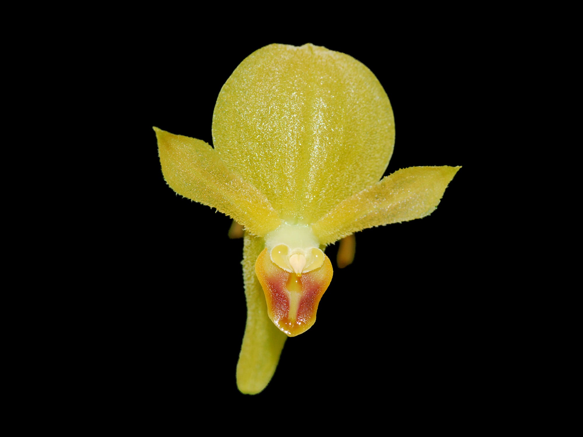 Pleurothallis lilijae f. xanthinum