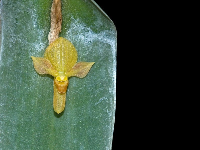 Pleurothallis lilijae xanthinum