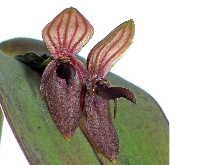 Pleurothallis linguifera