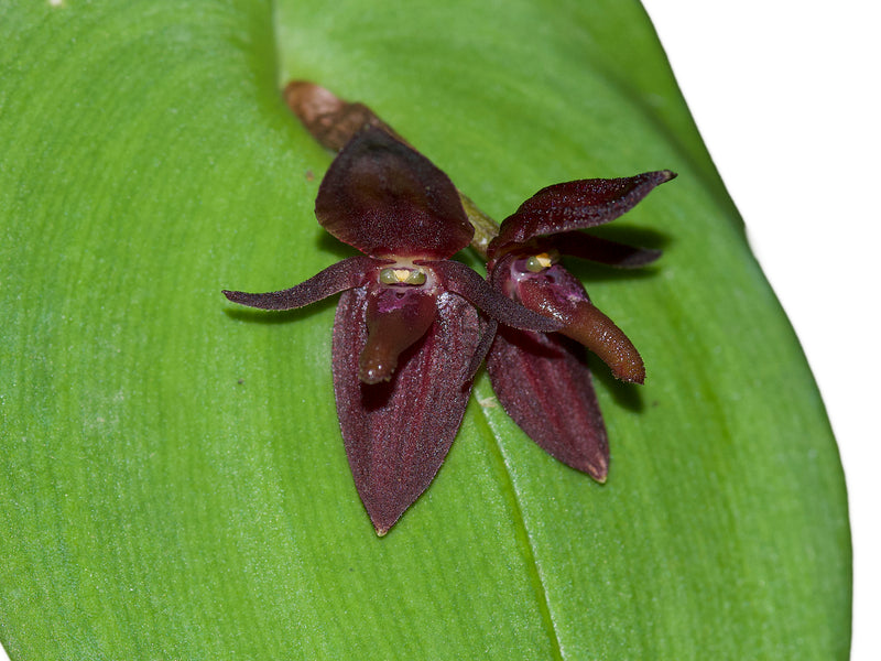 Pleurothallis linguifera purple