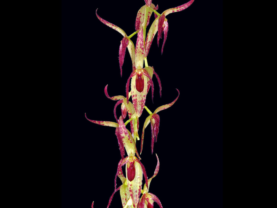 Pleurothallis loranthophylla