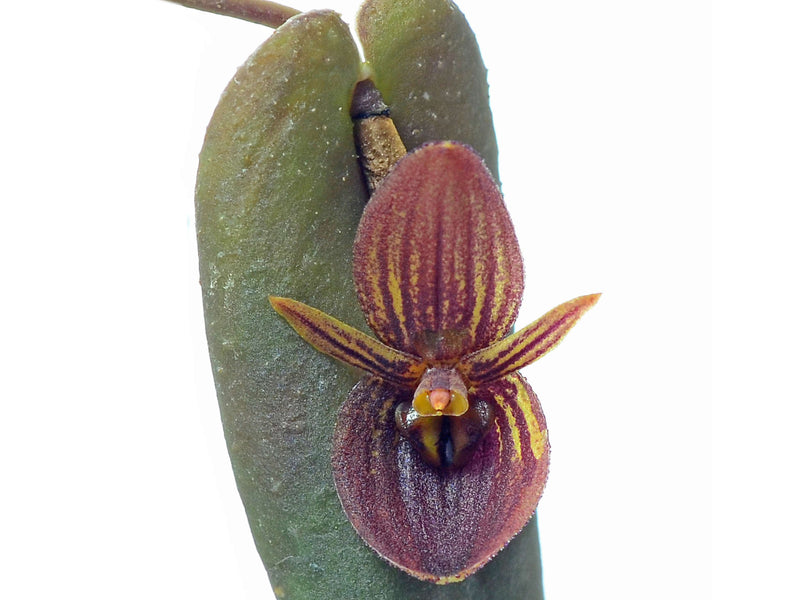 Pleurothallis lynniana