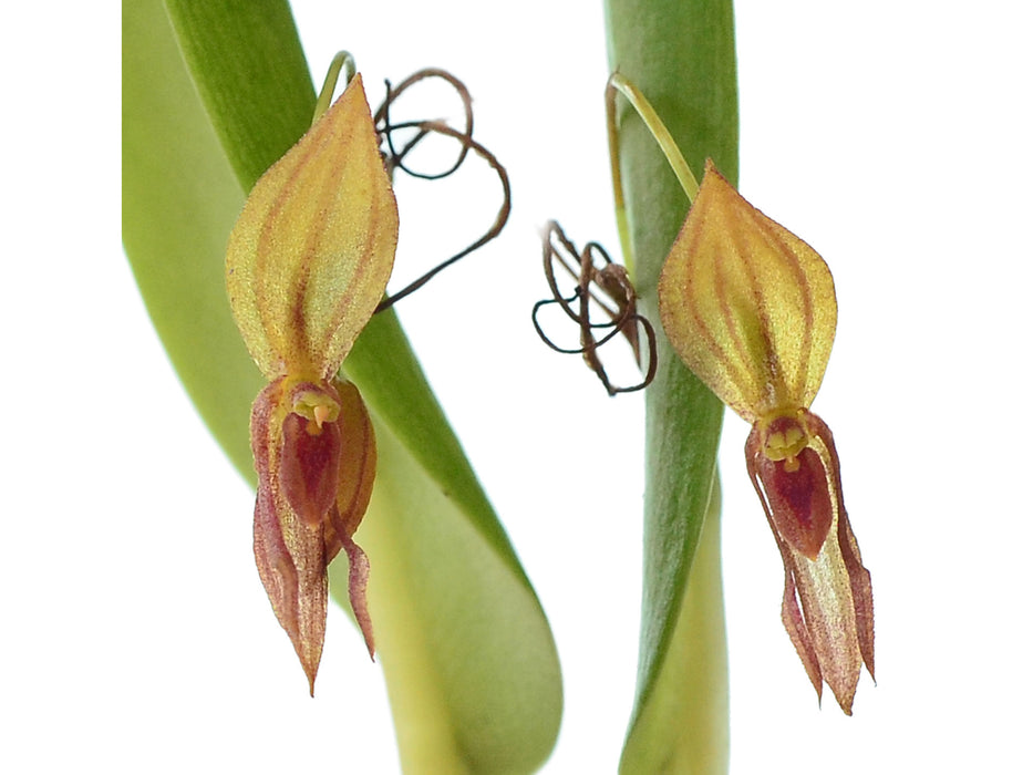 Pleurothallis macra