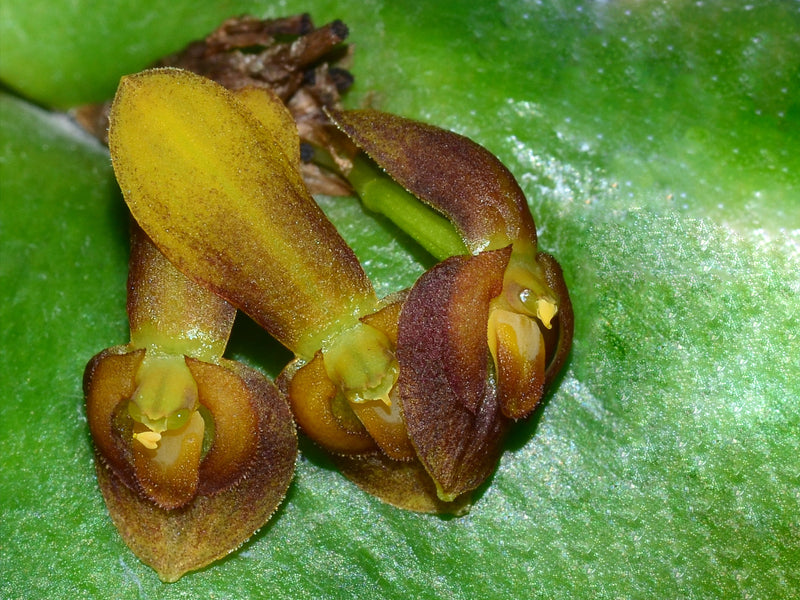 Pleurothallis macrocardia