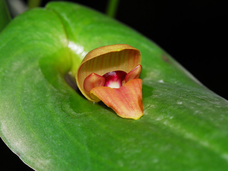 Pleurothallis maduroi