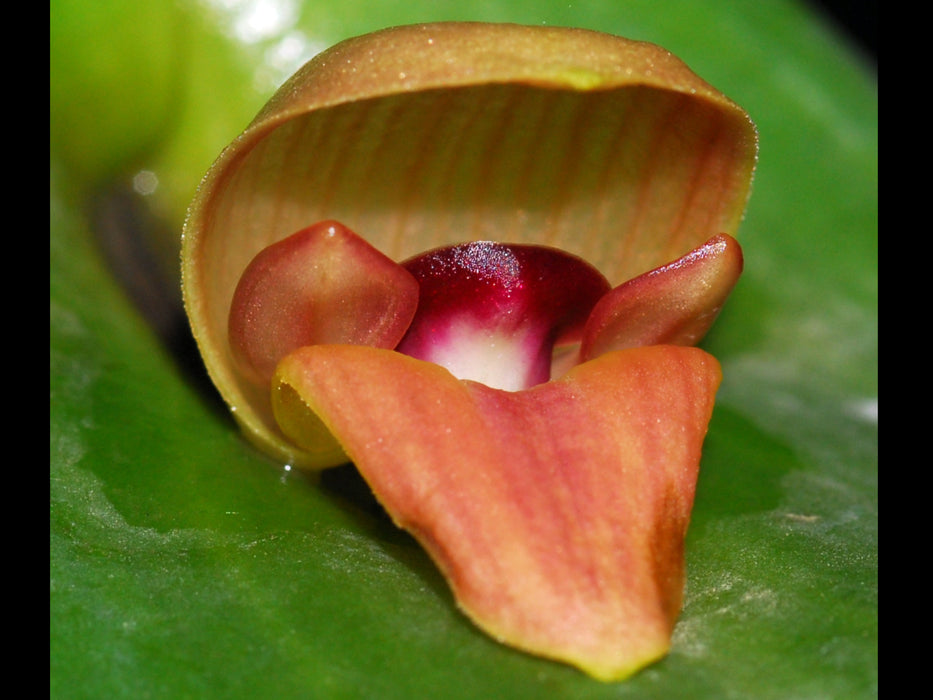 Pleurothallis maduroi