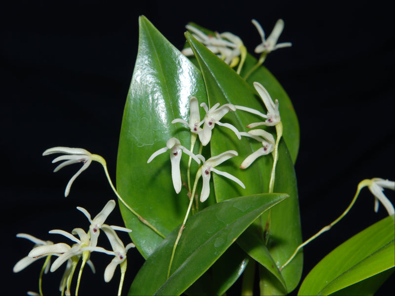 Pleurothallis manningiana