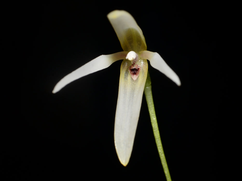 Pleurothallis manningiana