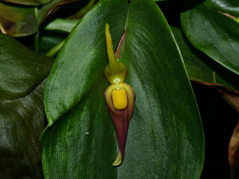 Pleurothallis marioportillae