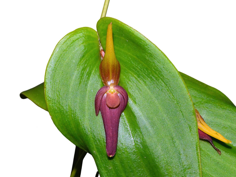 Pleurothallis marioportillae