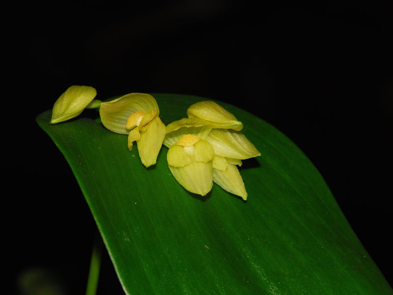Pleurothallis marthae xanthinum