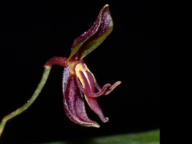 Pleurothallis mastodon