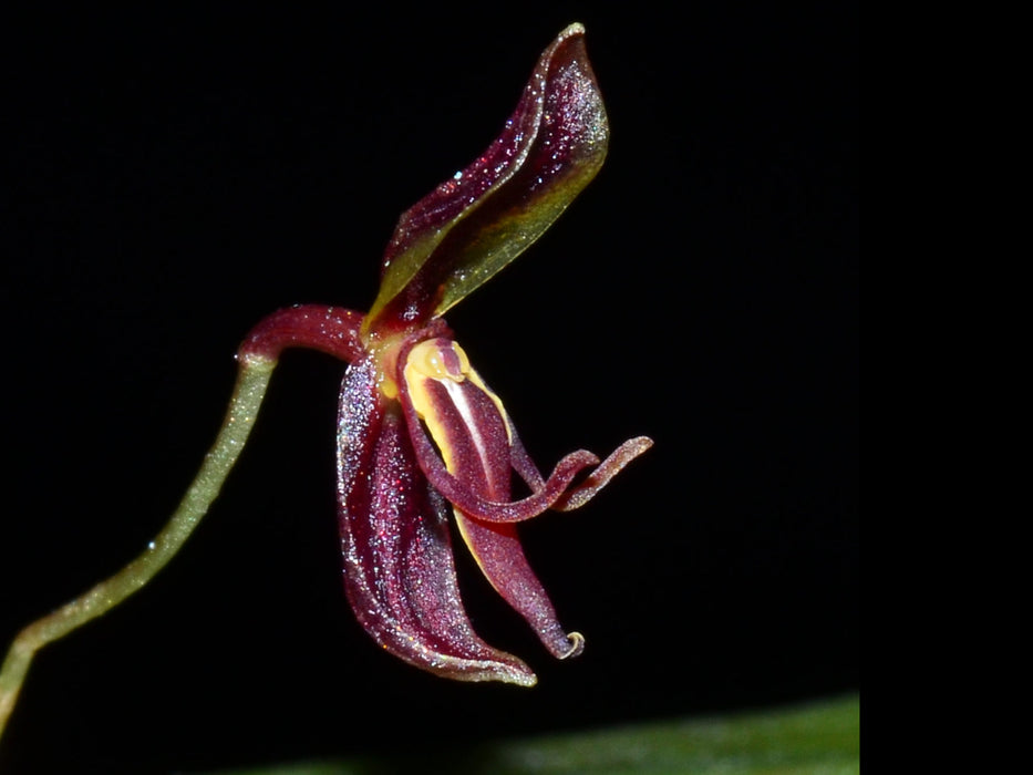 Pleurothallis mastodon