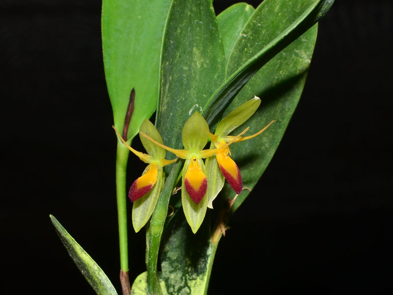 Pleurothallis medinae