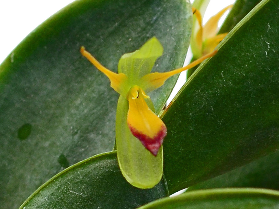 Pleurothallis medinae