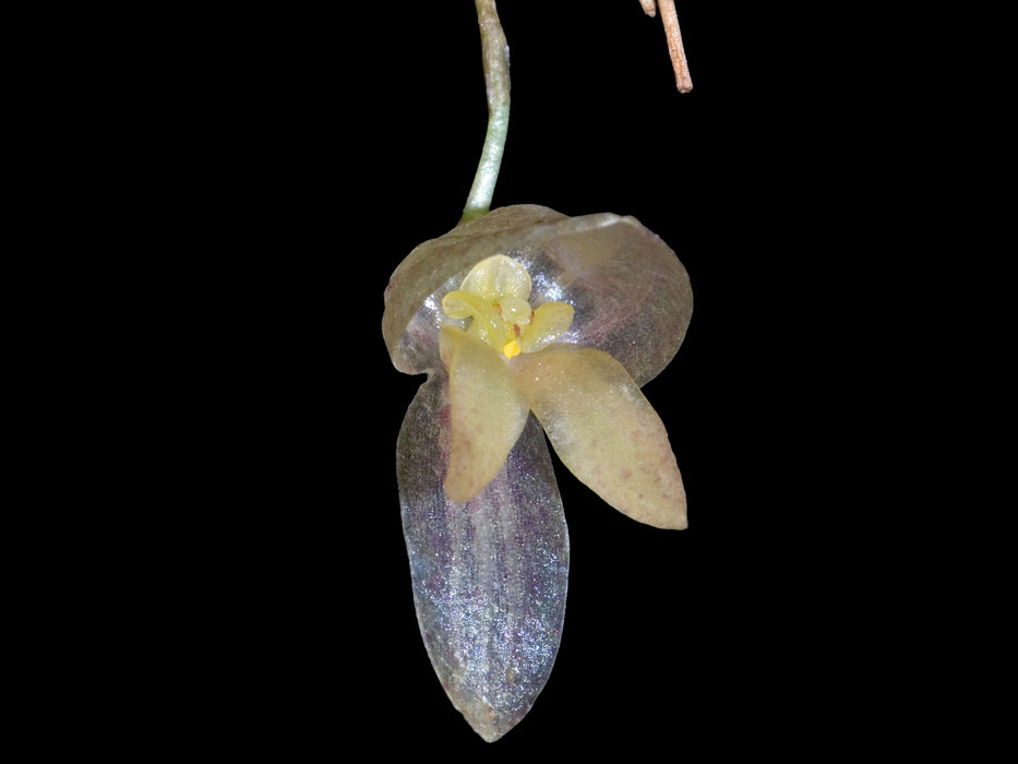 Pleurothallis megalotis